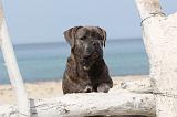 CANE CORSO 244